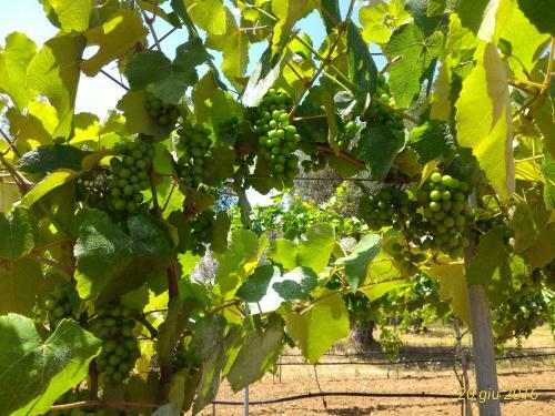 Agroturismo Masseria Vignenove