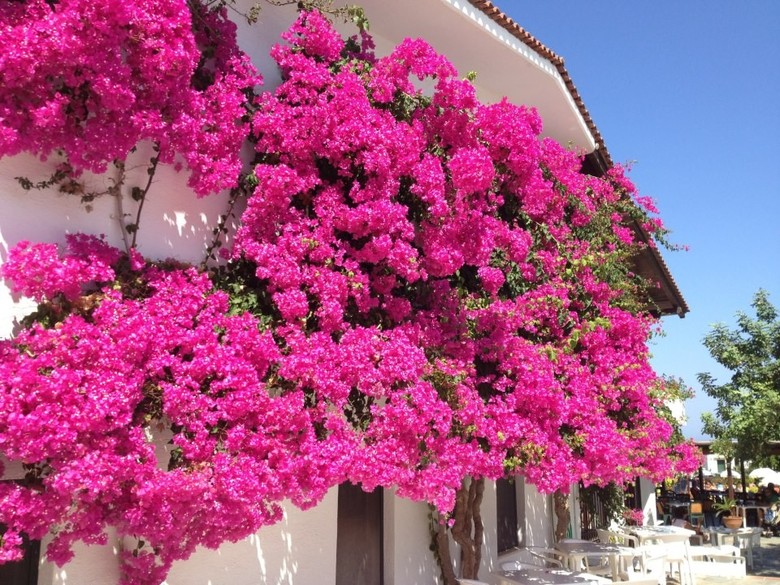 Hotel Chrissi Amoudia