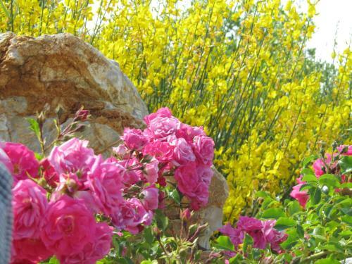Agroturismo Agriturismo Borghetto Il Montino