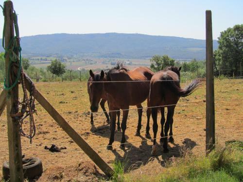Agroturismo Agriturismo Borghetto Il Montino