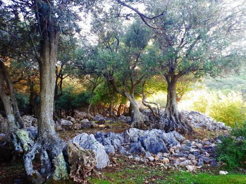 Hostal Pansion Tramontana