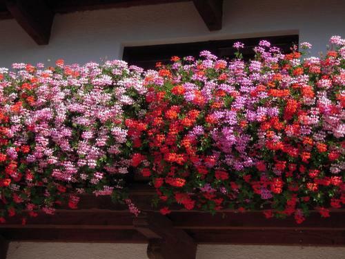 Hostal Hattenhof