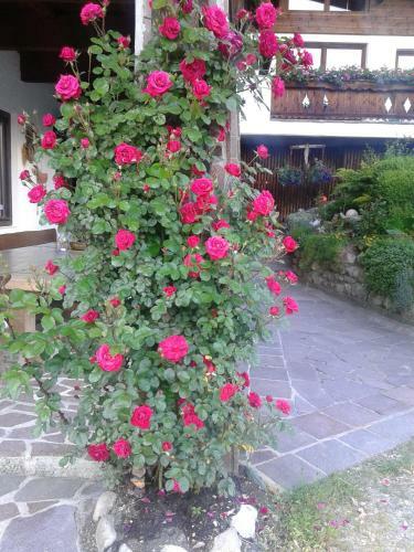 Hostal Hattenhof