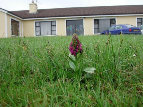 Burren Breeze Bed And Breakfast