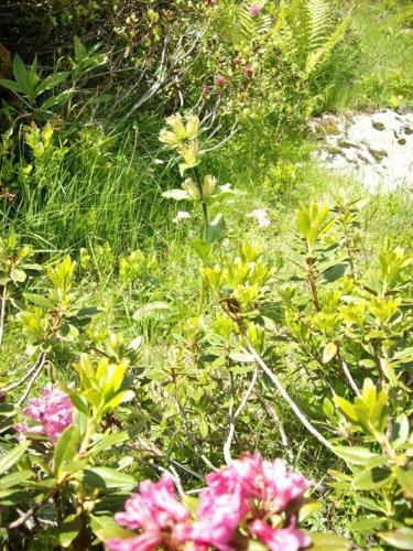 Apartamento Felber H�tt'n