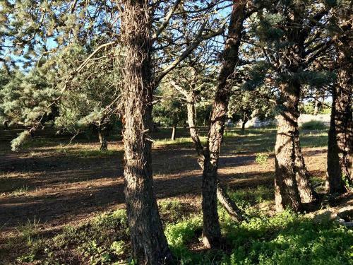 Agroturismo Tenuta Mirabolano