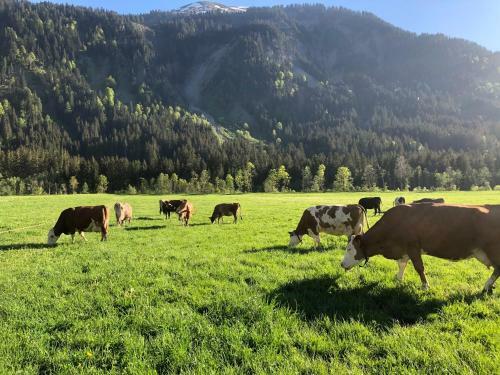 Agroturismo Appartements Willi