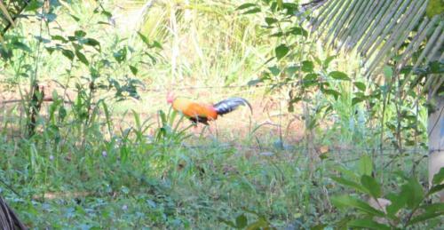 Bed & Breakfast Green Cottage