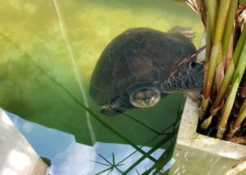 Hotel Nature Cabanas & Floating Restaurant