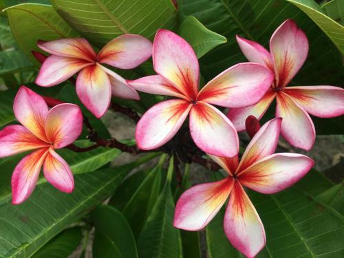 The Frangipani Farm
