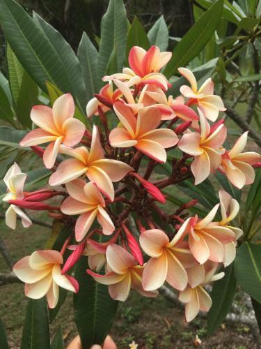 The Frangipani Farm