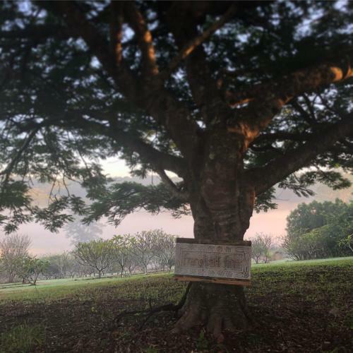 The Frangipani Farm