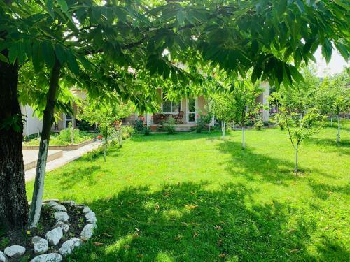 Gabala Dreams