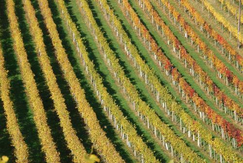 Weinbau Winzerzimmer Veronika Und Alfred Kl�ckl