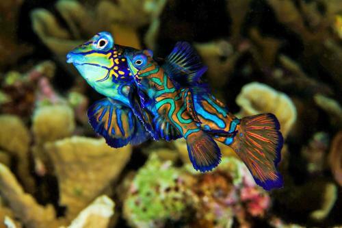 Hotel Quo Vadis Dive Resort