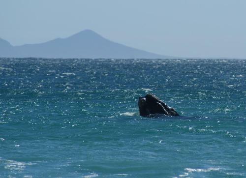 Hostal Moonstruck On Pringle Bay Guesthouse