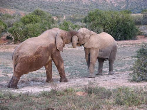 Bukela Game Lodge - Amakhala Game Reserve