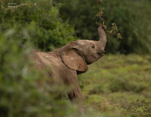 Woodbury Lodge ? Amakhala Game Reserve