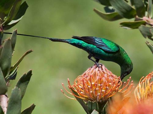 Apartamento Avian Leisure