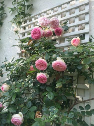 Bed & Breakfast Demeure D'h�tes Haec Otia