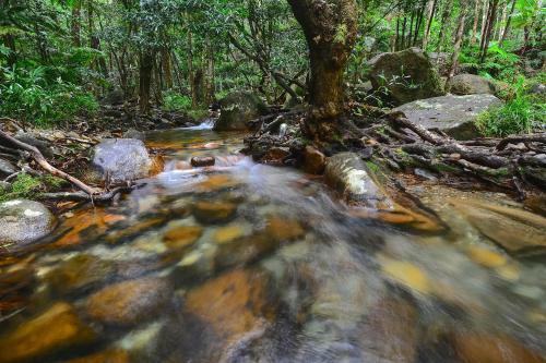Daintree Cascades