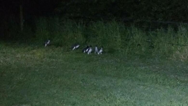 Hotel Diamond Island Resort