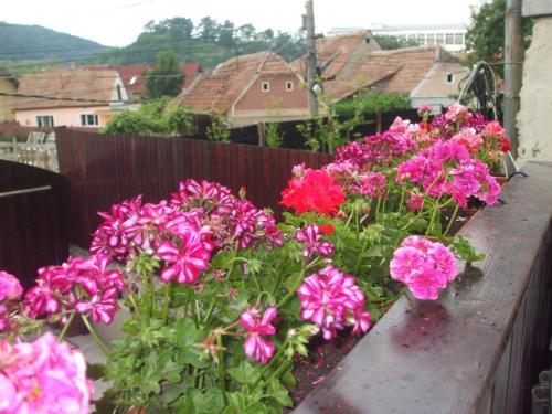 Hostal Pension Sighisoara