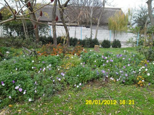 Bed & Breakfast Pension Puiu