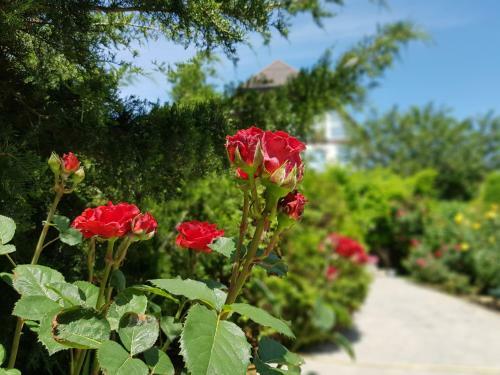 Hostal Villa Rose