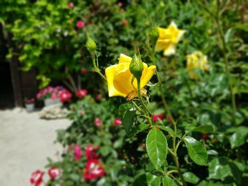 Hostal Villa Rose