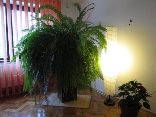 Hostal Pensiunea Atlantis