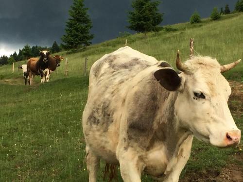Pensiunea Agroturistica Casa Colini?a
