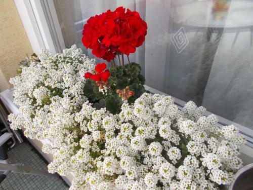 Bed & Breakfast �jjelibagoly Panzi�