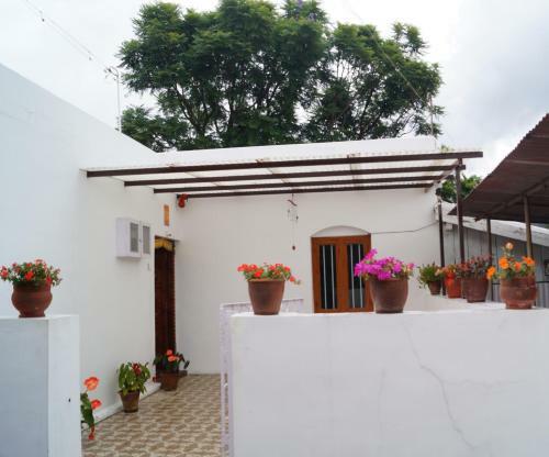 Hostal The Golden Ivy