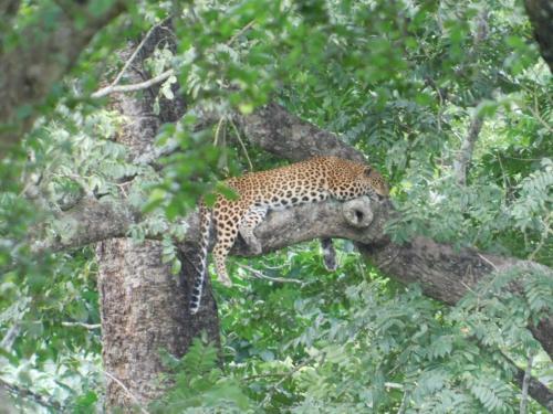 Hotel Wild Life Resort