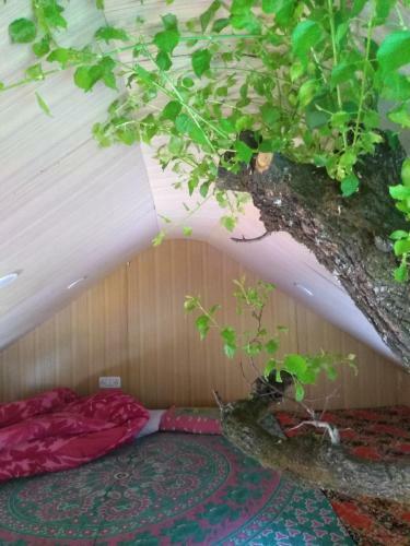 Jalpa Camp