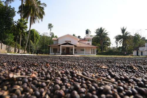 The Plantation Bungalow