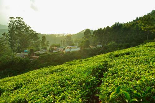Munnar Valley View