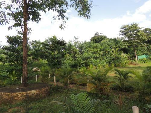 Dandeli - Jungle Nest