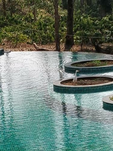 Hotel The Birchwood Retreat, Madikeri