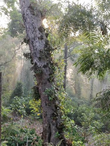 Hotel The Birchwood Retreat, Madikeri