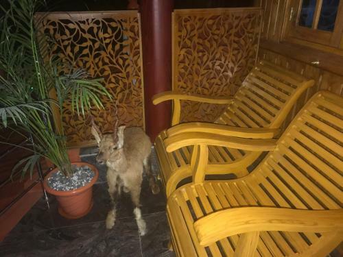 Hotel Wayanad Hilltop Holiday Home