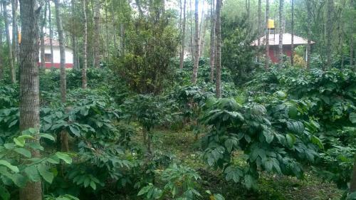 Villa Rai Cottage @ Coorg ,suntikoppa