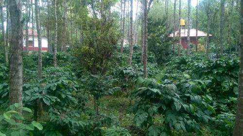 Villa Rai Cottage @ Coorg ,suntikoppa
