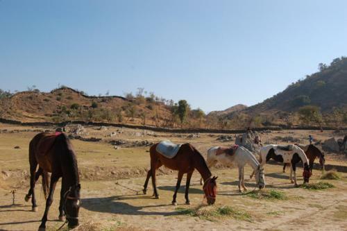 Hotel Gazebo Inn Resort Udaipur