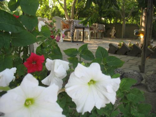 Hostal Erciyes Pension