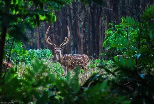 Sanjose Holiday Home Resort,virajpet