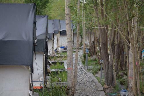 Nubra Pika Camp