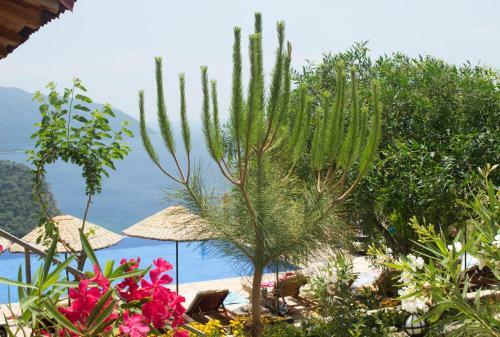 Olive Garden Kabak