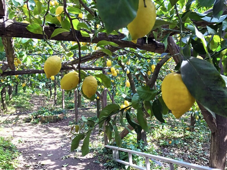 La Ciucciara